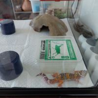 Geckos leopard