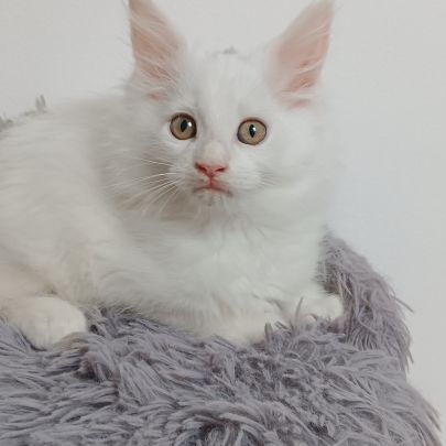 Chaton maine coon #1