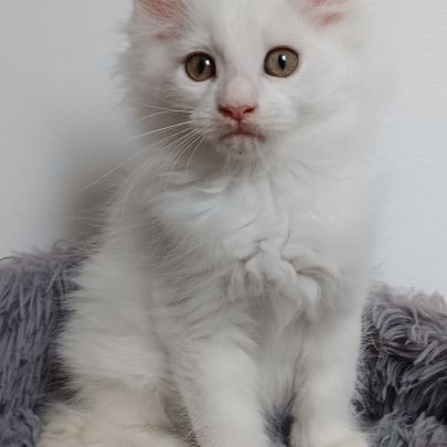 Chaton maine coon #2