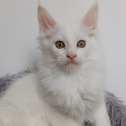 Chaton maine coon #3