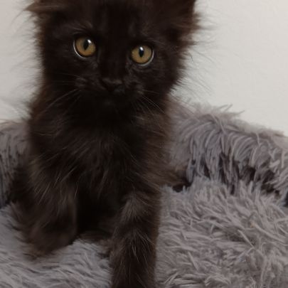 Chaton maine coon #4
