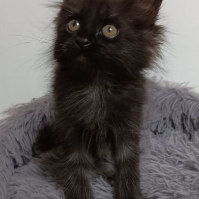 Chaton maine coon