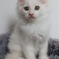 Chaton maine coon #2