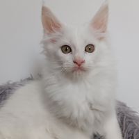 Chaton maine coon #3