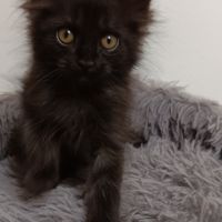 Chaton maine coon #4