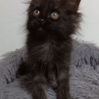 Chaton maine coon