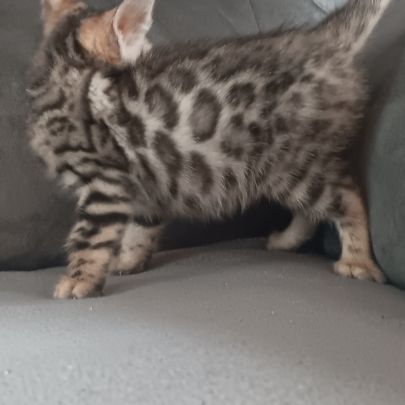 Chaton bengal #2