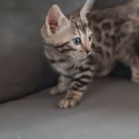 Chaton bengal #1