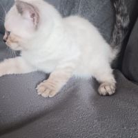 Chaton bengal #6
