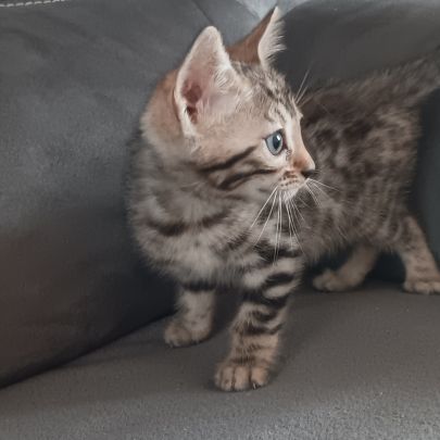 Chaton bengal #2