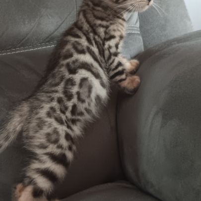 Chaton bengal #4