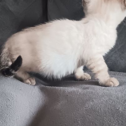 Chaton bengal #5