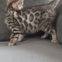 Chaton bengal #1