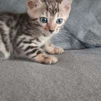 Chaton bengal #3
