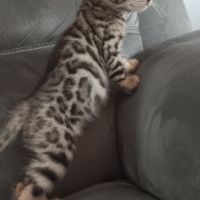 Chaton bengal #4