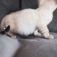 Chaton bengal #5