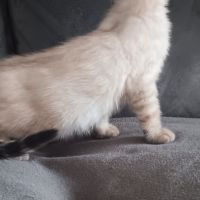 Chaton bengal