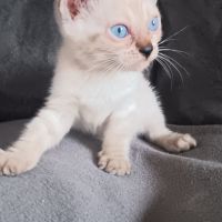 Chaton bengal #7