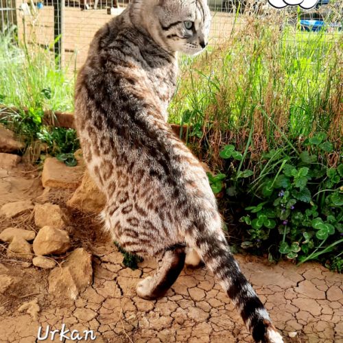 Bengal saillie mâle snow mink double apb #0