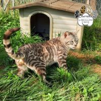 Bengal saillie mâle snow mink double apb #2