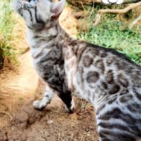 Bengal saillie mâle blue et snow #2