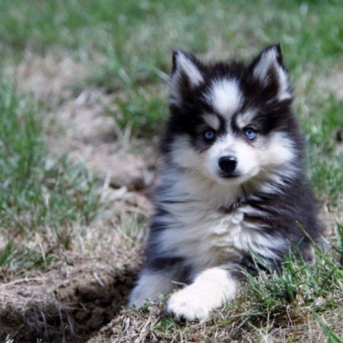 Chiots pomsky disponible de suite #2