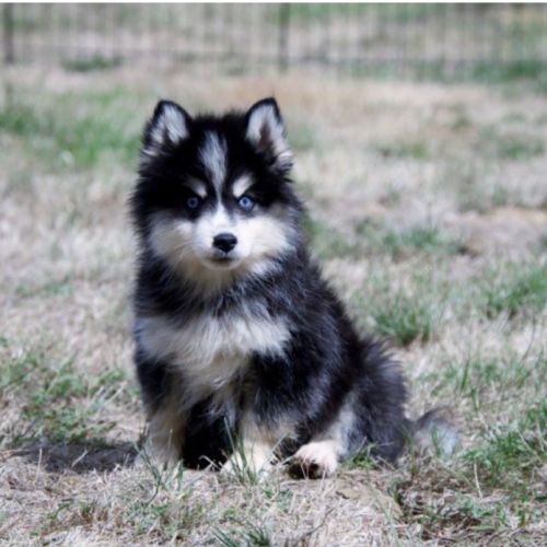 Chiots pomsky disponible de suite #3
