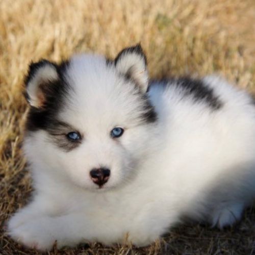 Chiots pomsky disponible de suite #6