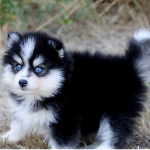 Chiots pomsky disponible de suite #7