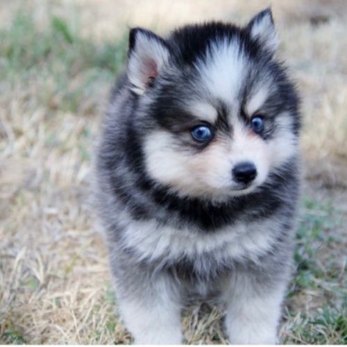 Chiots pomsky disponible de suite #8
