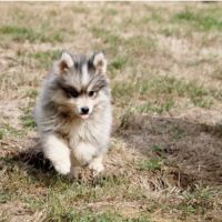 Chiots pomsky disponible de suite #1
