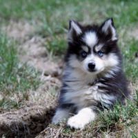 Chiots pomsky disponible de suite #2