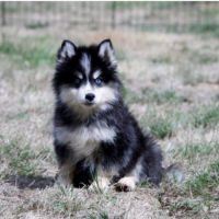 Chiots pomsky disponible de suite #3