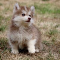 Chiots pomsky disponible de suite #4