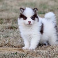 Chiots pomsky disponible de suite