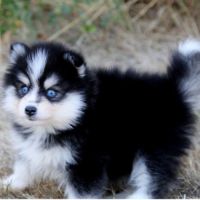 Chiots pomsky disponible de suite #7