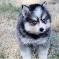 Chiots pomsky disponible de suite #8