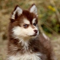 Chiots pomsky disponible de suite #9