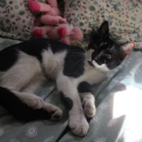 Bloume, adorable chaton à l'adoption #2