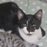 Bloume, adorable chaton à l'adoption