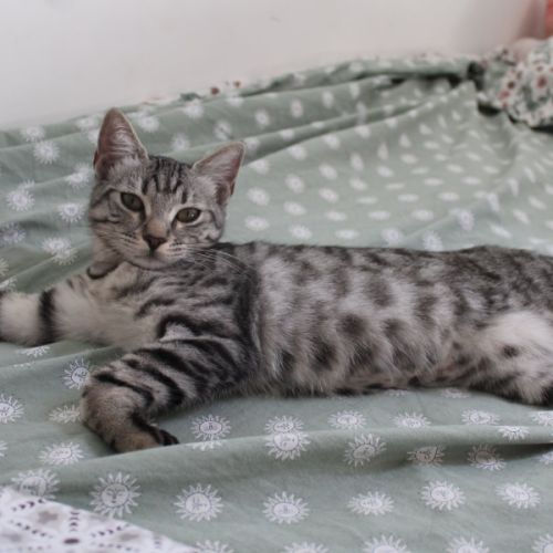 Etincelle, adorable chaton à l'adoption #1