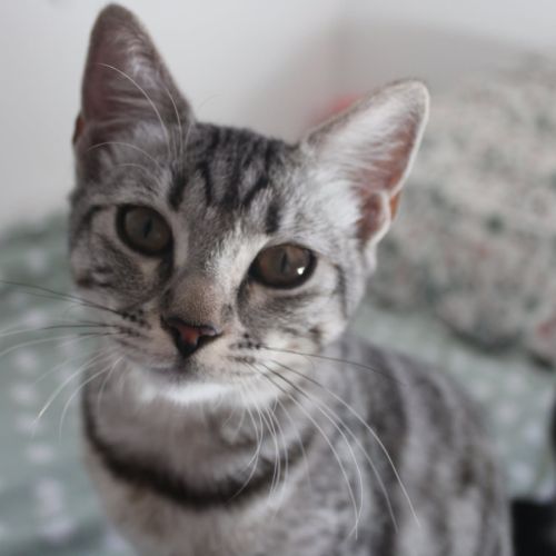 Etincelle, adorable chaton à l'adoption #0
