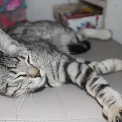 Etincelle, adorable chaton à l'adoption #3