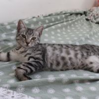 Etincelle, adorable chaton à l'adoption #1