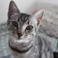 Etincelle, adorable chaton à l'adoption