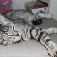 Etincelle, adorable chaton à l'adoption #3