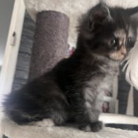 Chaton maine coon
