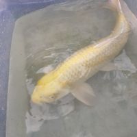 Très belle carpe koi