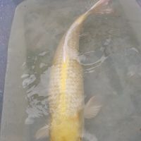 Très belle carpe koi #2