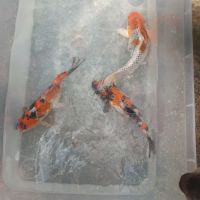 Très belle carpe koi #3